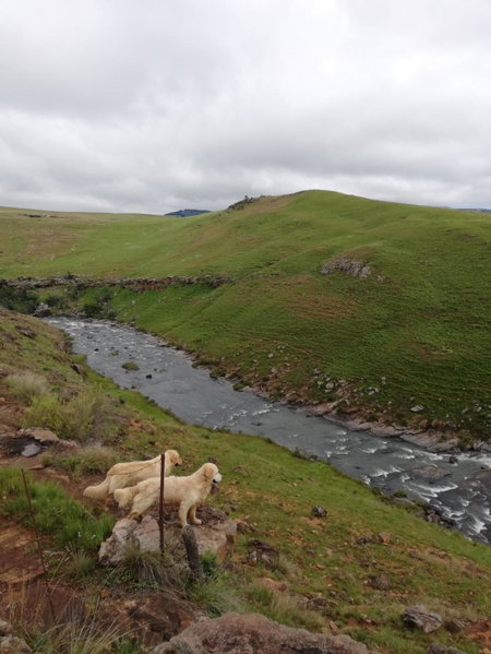 Sheeprun Farmstay, Maclear, South Africa