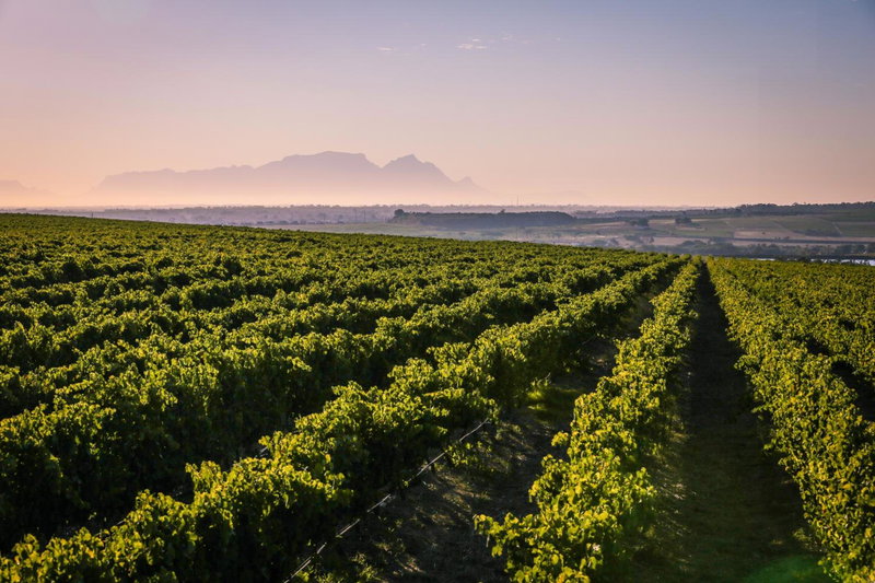 Lyngrove Wines & Guesthouse, Stellenbosch, South Africa