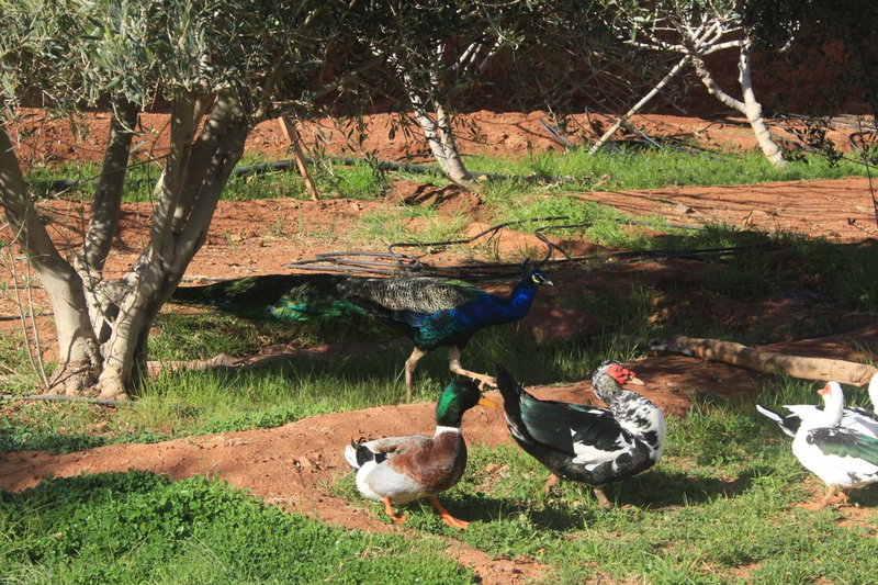 Dar Alfourssane Ferme d’hôte, Ouarzazate, Morocco