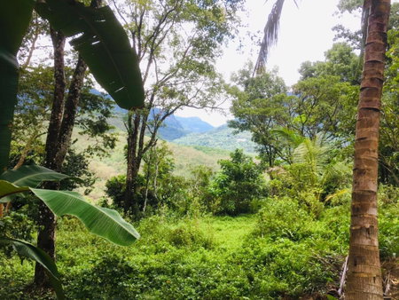 Bracedale Estate, Kegalle, Sri Lanka