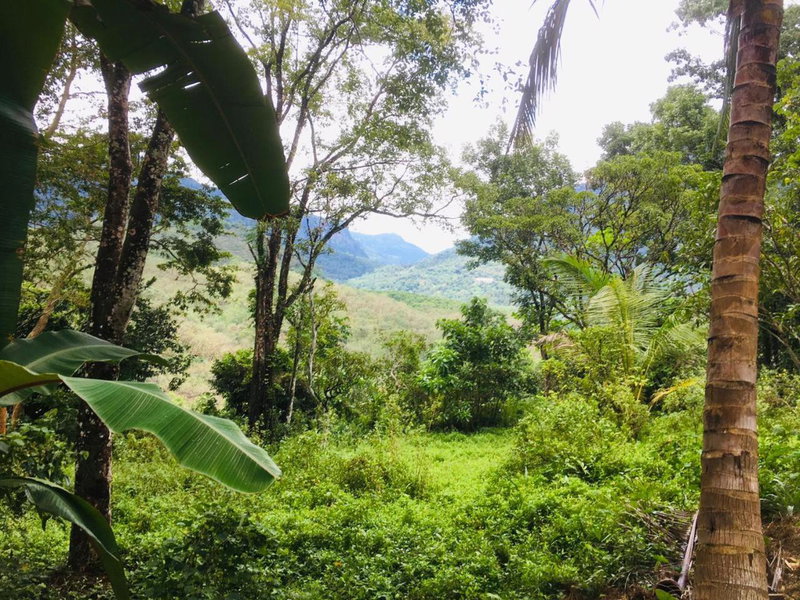 Bracedale Estate, Kegalle, Sri Lanka