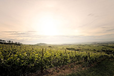 Pêche de Vigne & Spa, Rodern, France