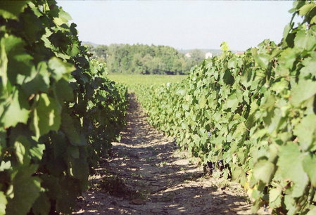 Chambres d hôtes au Domaine de Robert, Fleurie, France
