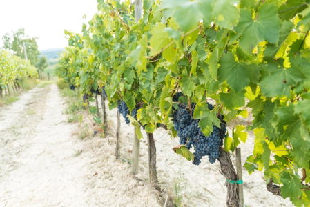 Terra Antica - Resort, Winery & SPA, Montepulciano, Italy