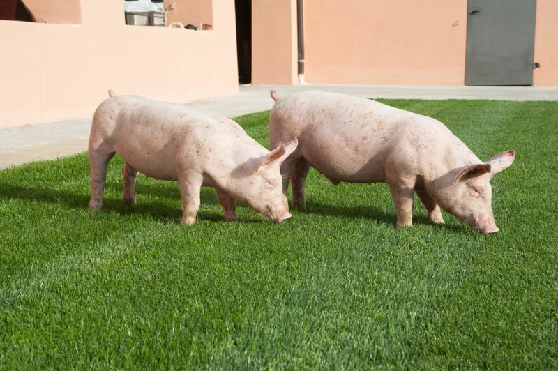 Agriturismo Corte Acconi, Mantova, Italy