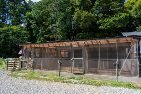 Tsuwabuki no Hana, Omura, Japan
