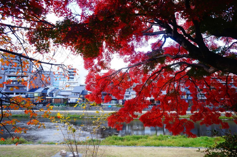 Kyomachiya IZO, Kyoto, Japan