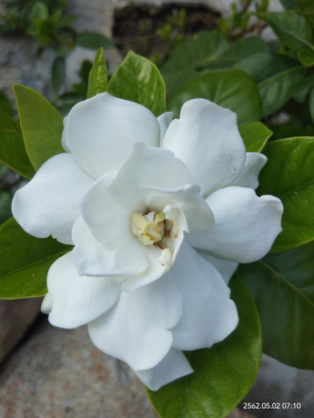 Huan Kaw Fang, Mae On, Thailand