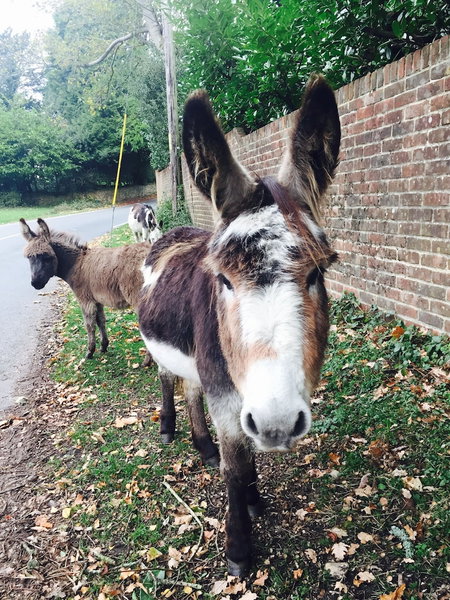 The New Forest Inn, Lyndhurst, United Kingdom