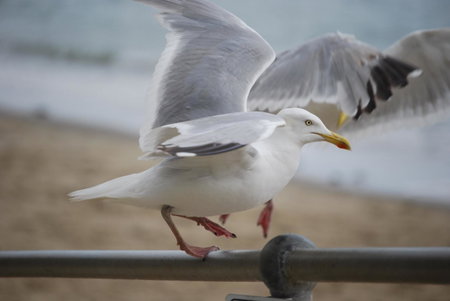 The Greenwich Rooms - Burger & Bird Bar & Restaurant, Peacehaven, United Kingdom