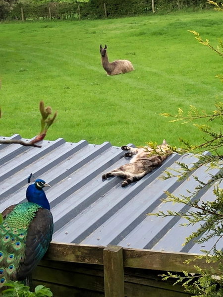 The Peacock Shepherds Hut at Hafoty Boeth, Corwen, United Kingdom