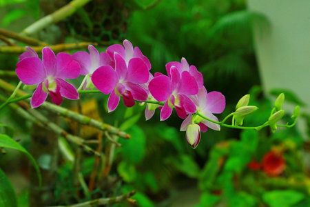 Marari Nest Beach Homestay, Mararikulam, India
