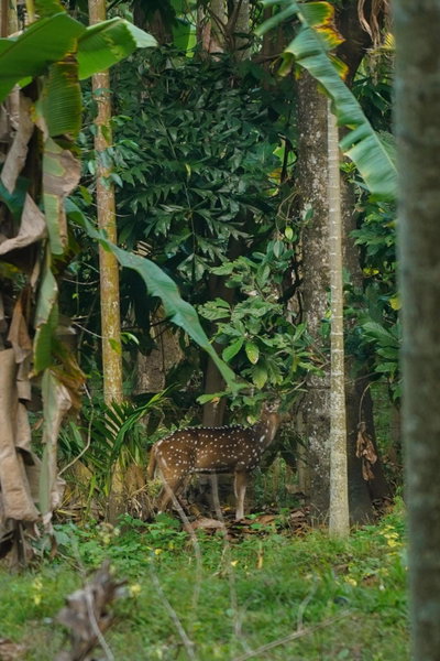 VanaJyotsna Forest Home, Maraiyūr, India