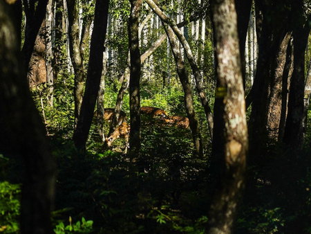 VanaJyotsna Forest Home, Maraiyūr, India