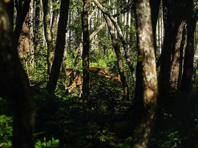 VanaJyotsna Forest Home, Maraiyūr, India
