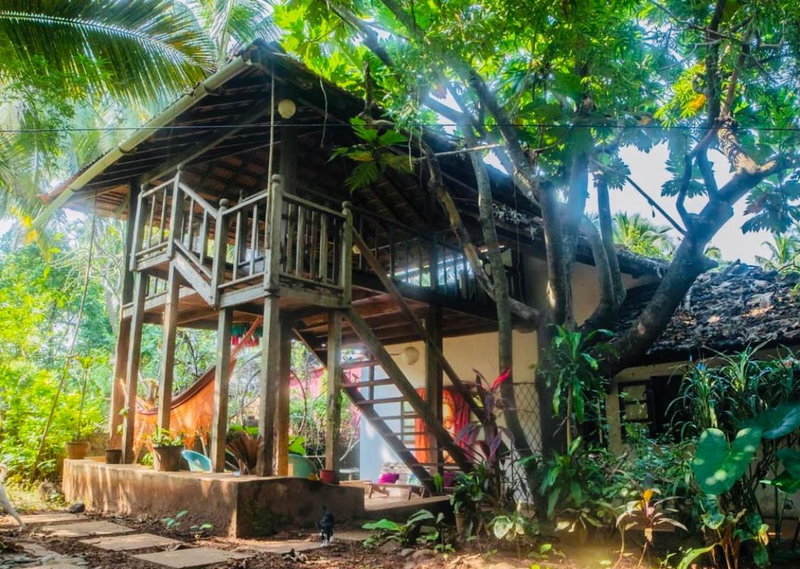 The Wild Flower!, Anjuna, India