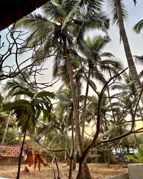 The Wild Flower!, Anjuna, India