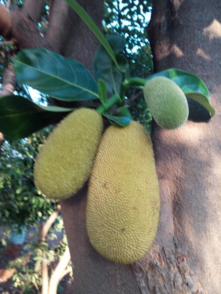Vidya Konkan Agro Tourism, Chiplun, India