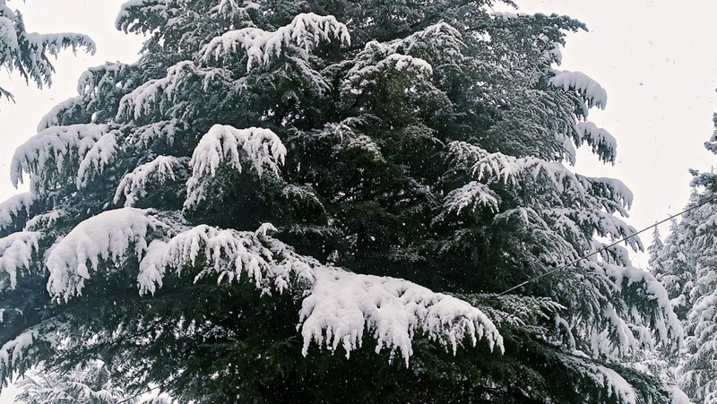 Baan by Snow City Farm, Manāli, India