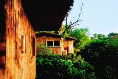 The Tree House Resort, Amer, India