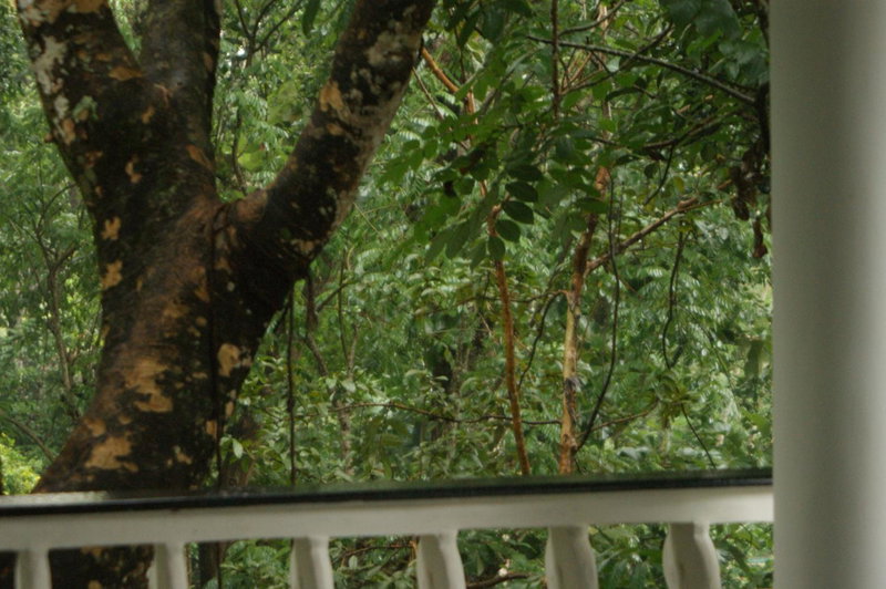 Horn Bill Cottage, Thekkady, India