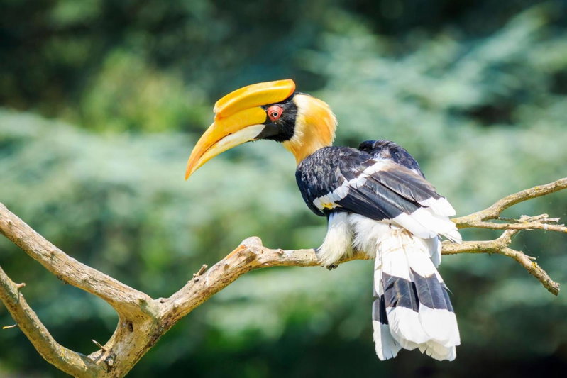 Horn Bill Cottage, Thekkady, India