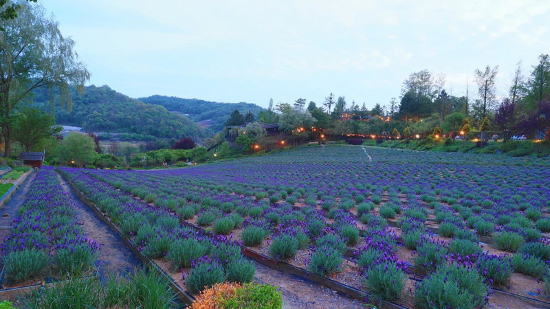 Herb Village, Yeoncheon, South Korea