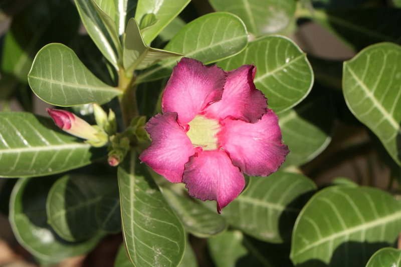Pousada Gauleses - Refugio de Charme na Praia do Rosa by La Vem Férias, Praia do Rosa, Brazil