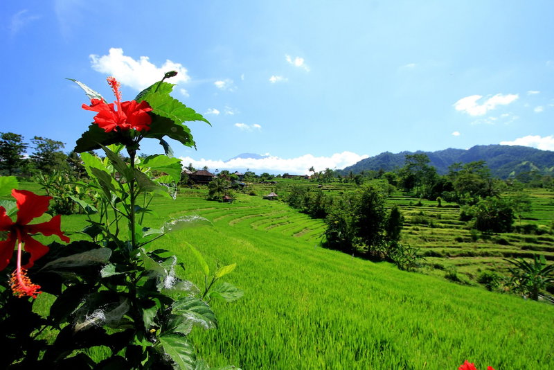 Abian Ayu Villa, Sidemen, Indonesia