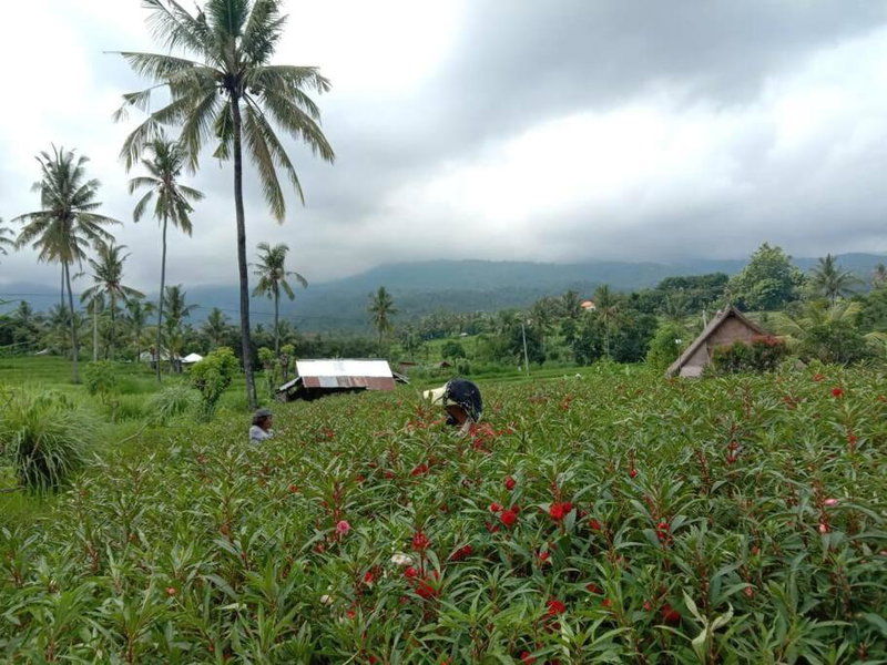 Cute Eco Cottage Near 7 Waterfalls, Singaraja, Indonesia