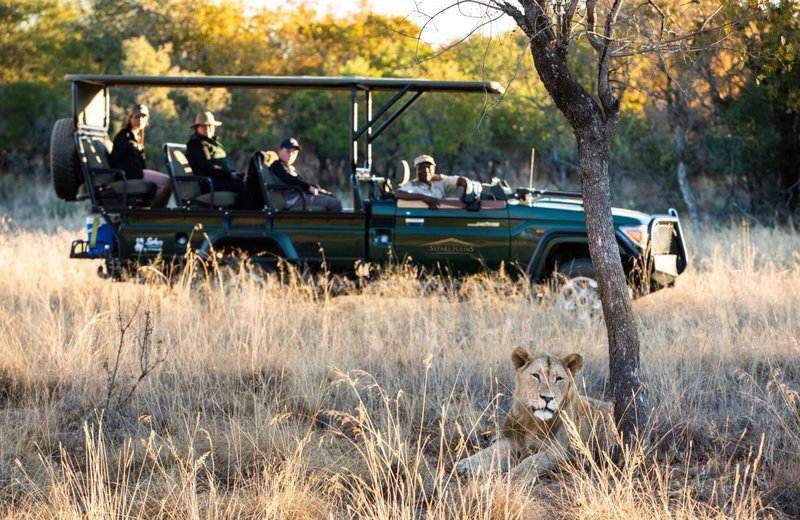 Safari Plains, Warmbaths, South Africa