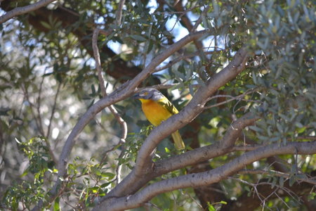 Lydall Wild Tranquil Garden Suites, Johannesburg, South Africa