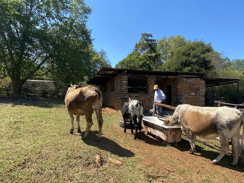 Yellowwoods Farm - POOL COTTAGE (self-catering), Curryʼs Post, South Africa