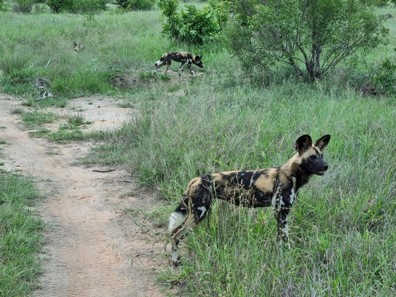 The Wild Olive Tree Camp, Hoedspruit, South Africa