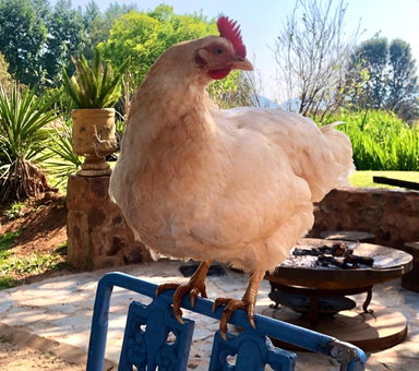 Mill Lane Farmhouse, Hartbeespoort, South Africa