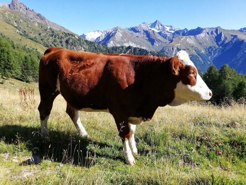 Wurlerhof, Kals am Großglockner, Austria