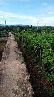 Guest House Roza, Vrboska, Croatia
