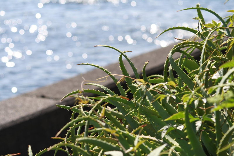 Tabinoyado Ushionoakari Geiboso, Shima, Japan