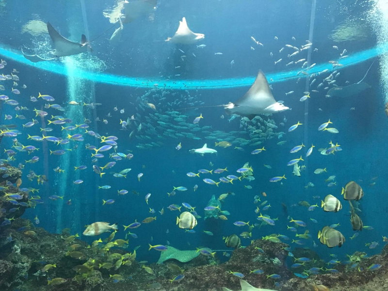 Kamogawa Sea World Hotel, Kamogawa, Japan
