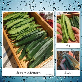 เฮือนฮอมคำโฮมสเตย์(Huanhomkham homestay), Chiang Mai, Thailand