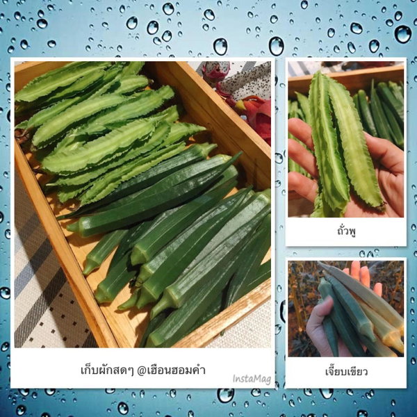 เฮือนฮอมคำโฮมสเตย์(Huanhomkham homestay), Chiang Mai, Thailand