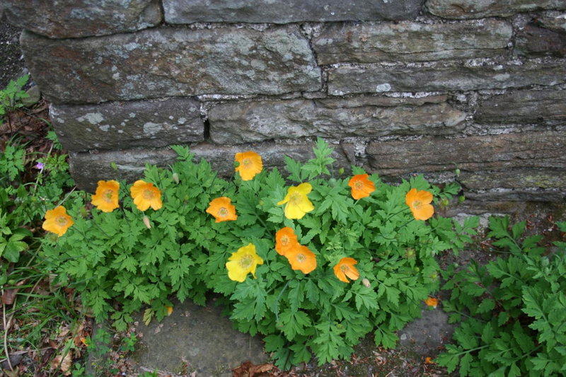 Swansea Valley Holiday Cottages, Cilybebyll, United Kingdom