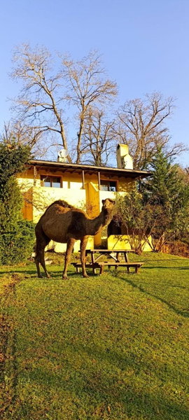 Polonezköy Country Club & Accommodation in the Wildlife Park!, Beykoz, Turkey