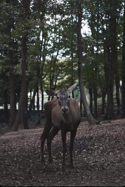 Polonezköy Country Club & Accommodation in the Wildlife Park!, Beykoz, Turkey