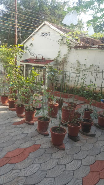 Birds Nest Home Stay, Cochin, India