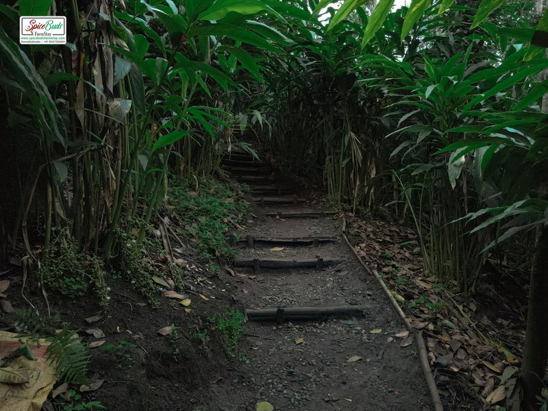 SpiceBuds FarmStay - Ramakkalmedu, Idukki, India