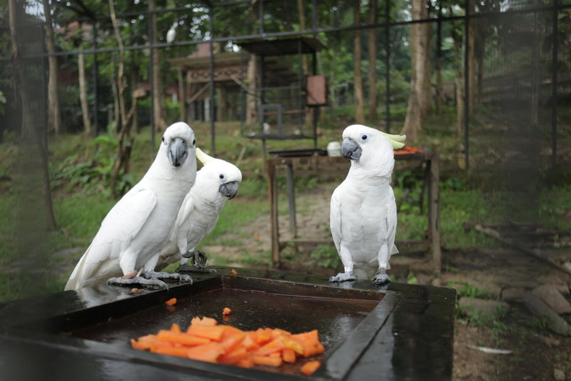 Kasuari Exotic Resort Magelang, Magelang, Indonesia
